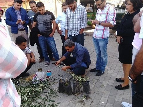 GAP TEYAP Model Uygulama Programından Tarım Danışmanlarına Zeytin Yetiştiriciliği Eğitimi Verildi