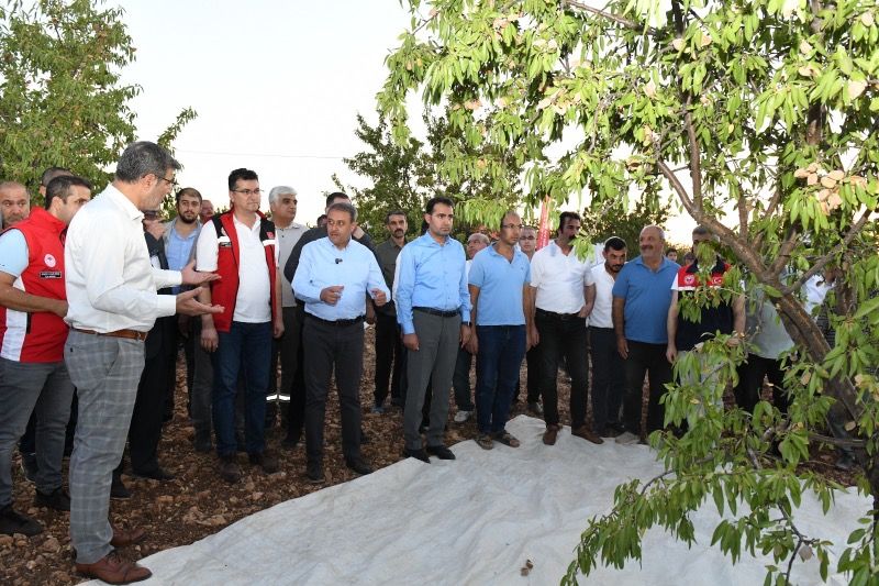 Şanlıurfa'nın Hilvan İlçesinde Badem Üretiminde Verim Artıyor