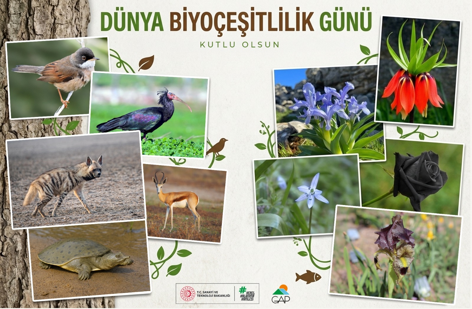 22 Mayıs Dünya Biyoçeşitlilik Günü Kutlu Olsun