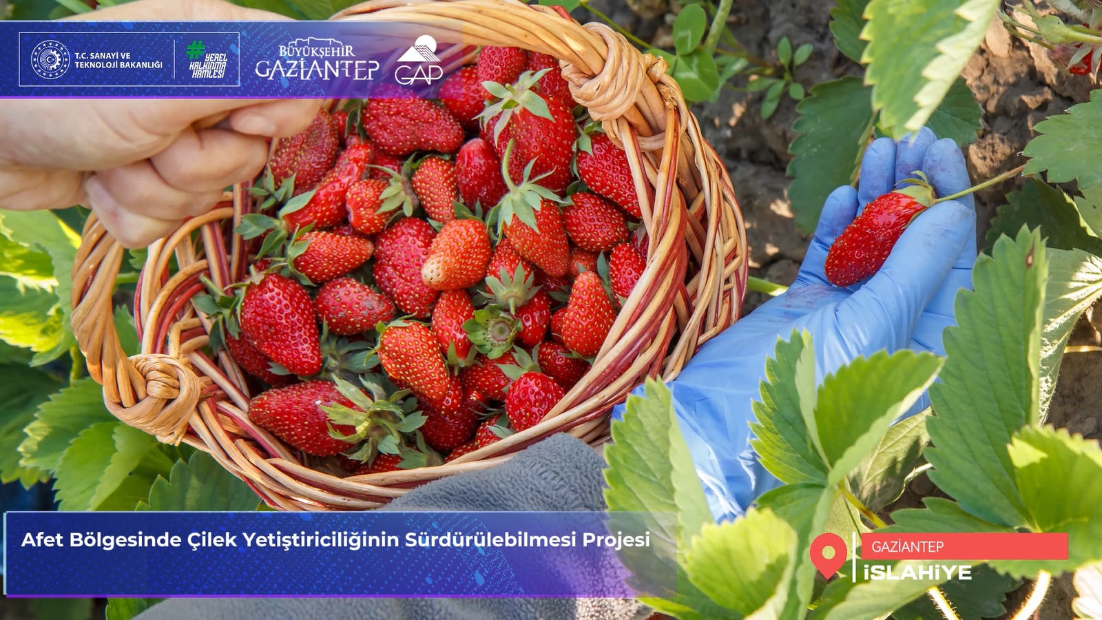 Gaziantep İslahiye'de Çilek Üretimi Yaygınlaşıyor