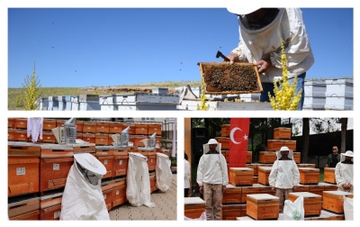 Arıcılık